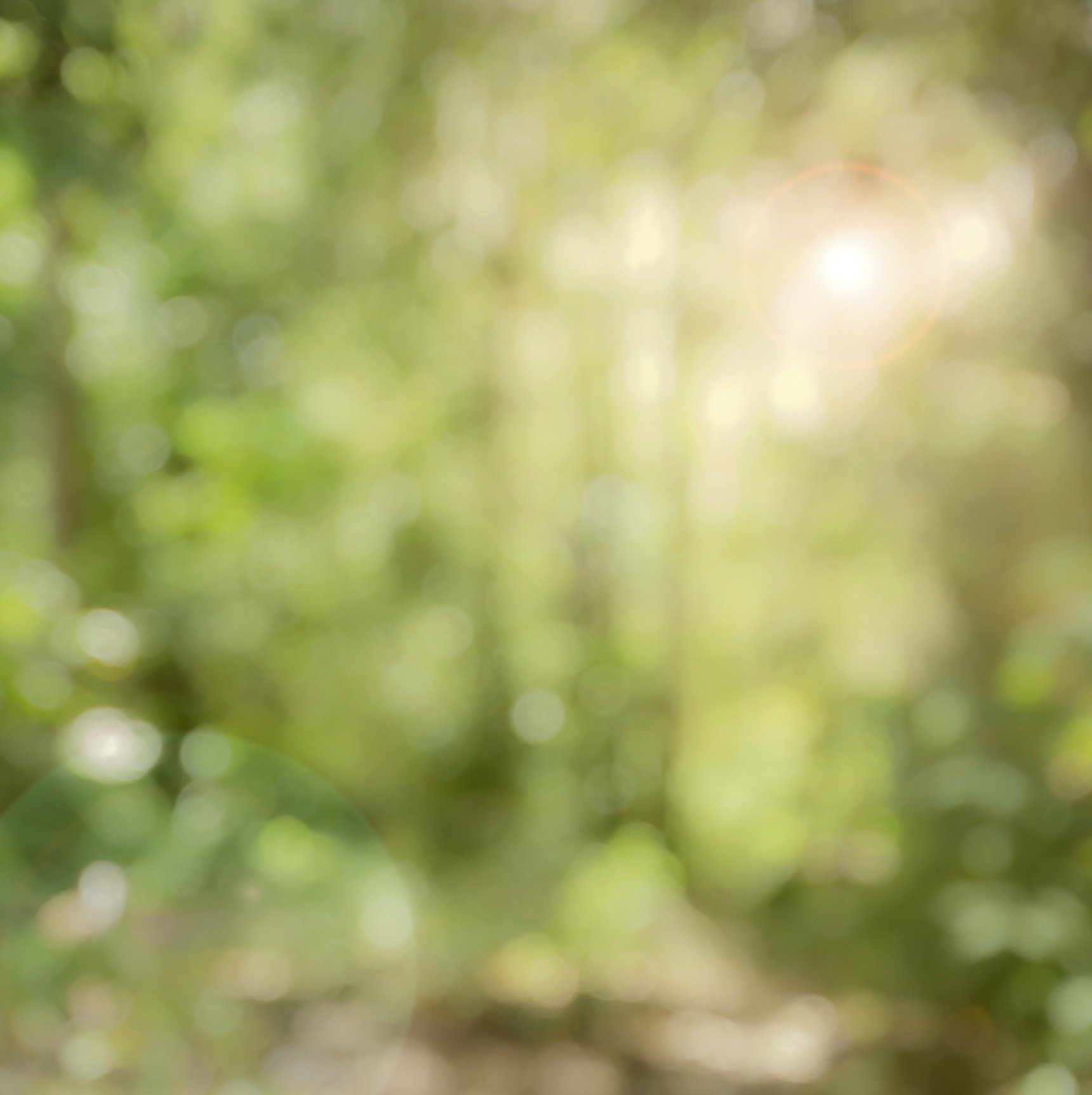 blur green tree in forest background